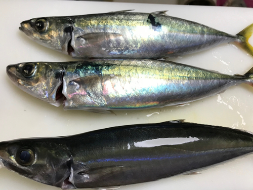 ムロアジの釣果