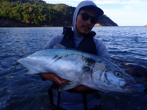 ヒラマサの釣果