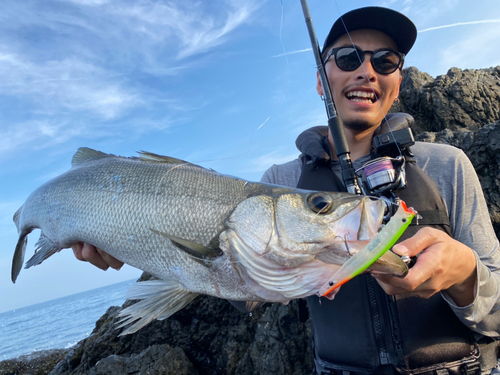 ヒラスズキの釣果