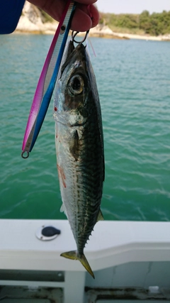 サバの釣果