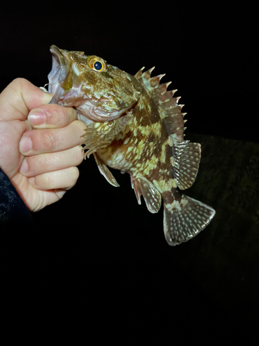 カサゴの釣果