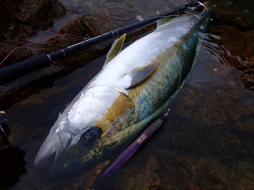 ヒラマサの釣果