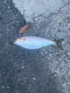 コノシロの釣果