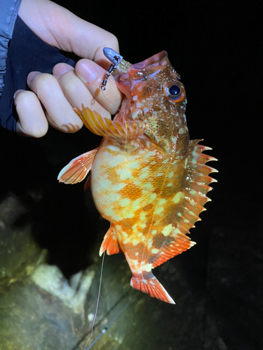 カサゴの釣果