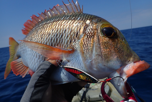 イソフエフキの釣果