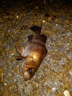 シロメバルの釣果