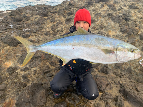 ヒラマサの釣果