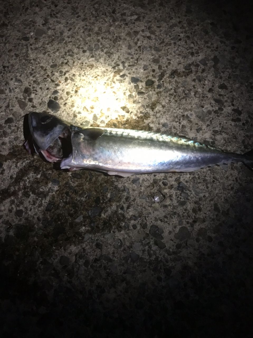サバ