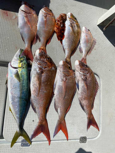 タイの釣果