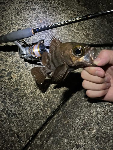 シロメバルの釣果