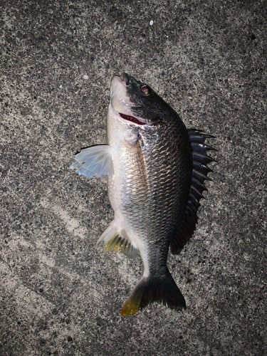 キビレの釣果