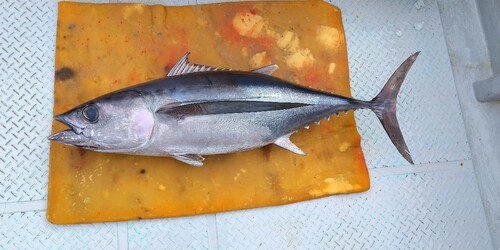 ビンチョウマグロの釣果