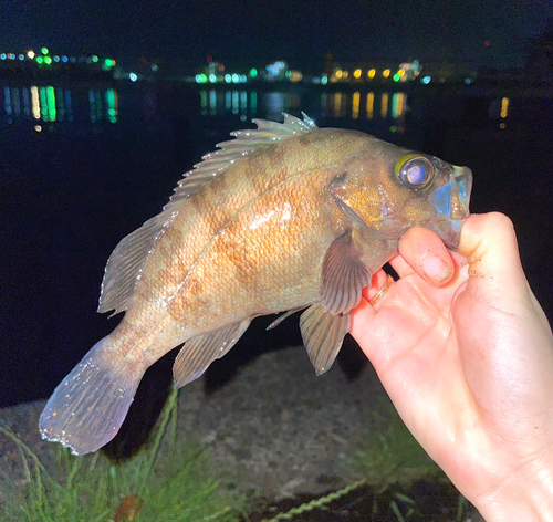 シロメバルの釣果