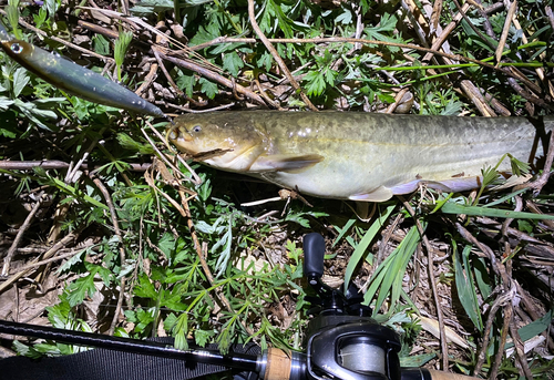 ナマズの釣果