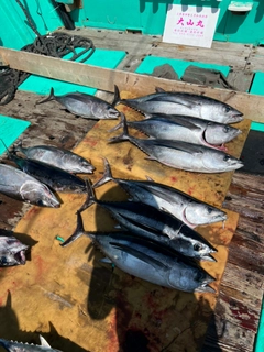 ビンチョウマグロの釣果