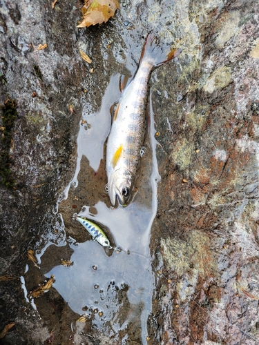 アマゴの釣果