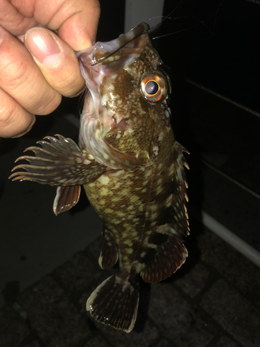 カサゴの釣果