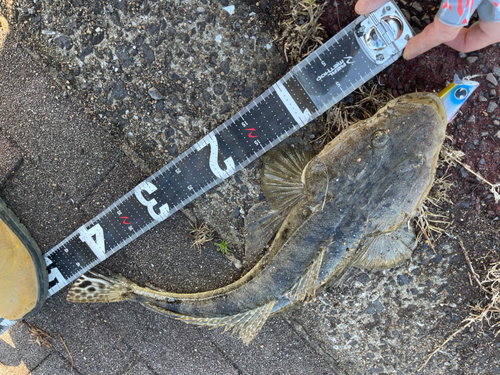 マゴチの釣果