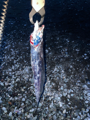 タチウオの釣果