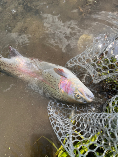 トラウトの釣果