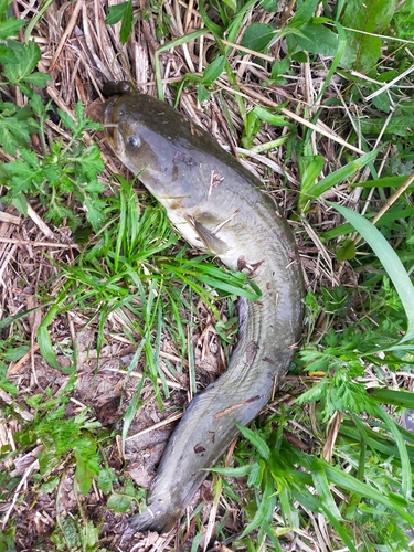 ナマズの釣果