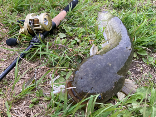 ナマズの釣果