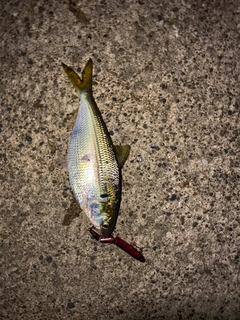 コノシロの釣果