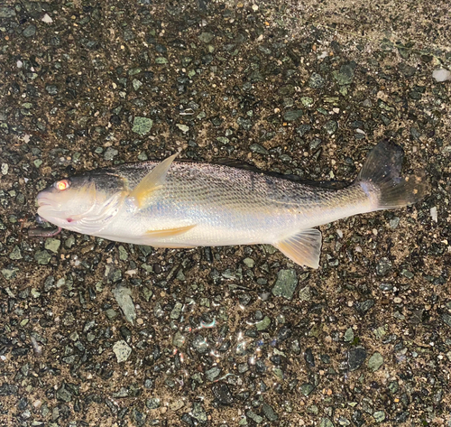 シログチの釣果