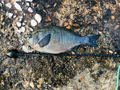 メジナの釣果