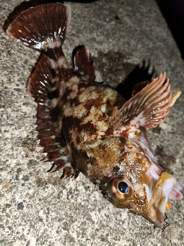 カサゴの釣果