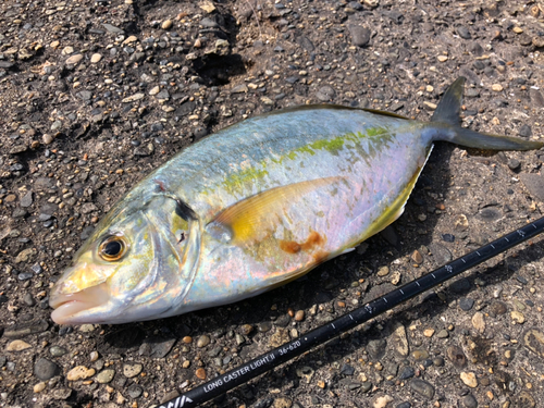 シマアジの釣果