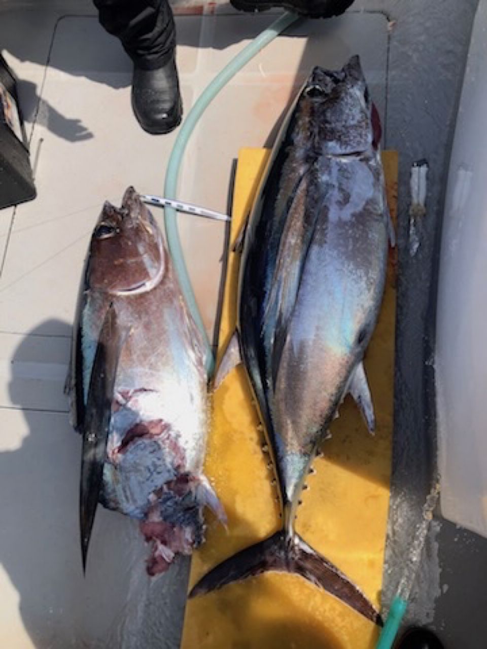 ビンチョウマグロ