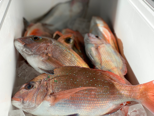 マダイの釣果