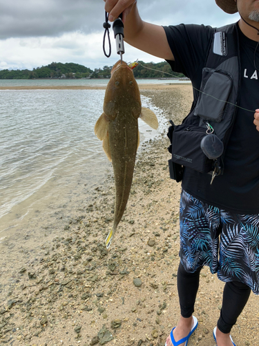 コチの釣果