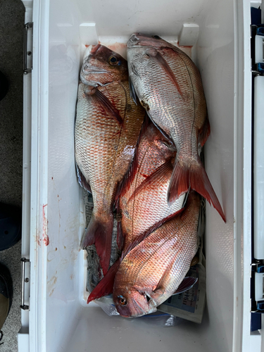 タイの釣果