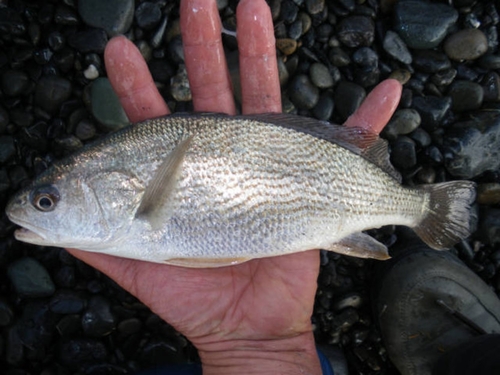 ニベの釣果