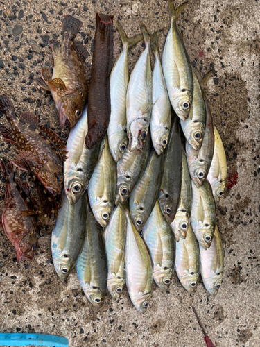 アジの釣果