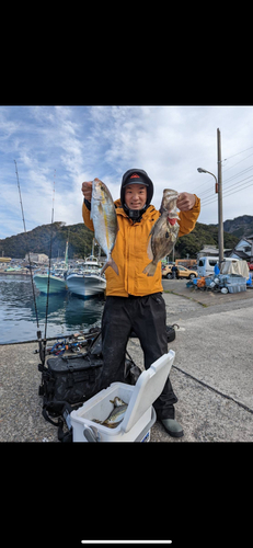 カンパチの釣果