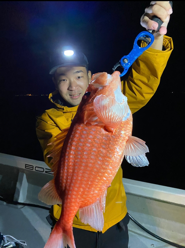 エビスダイの釣果