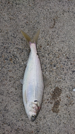 コノシロの釣果