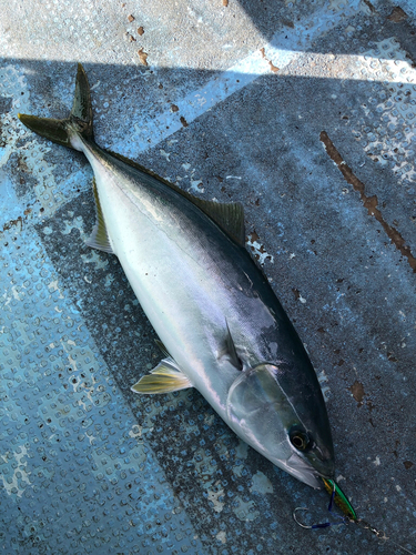 ハマチの釣果