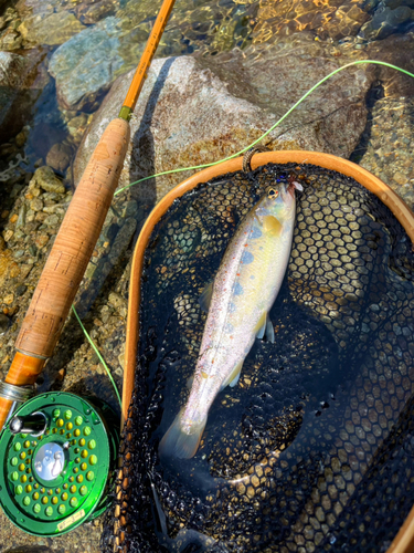 アマゴの釣果