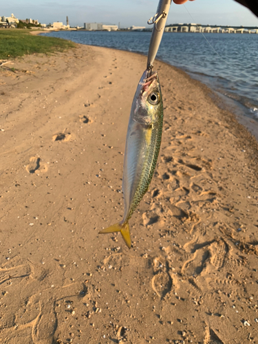 サバの釣果