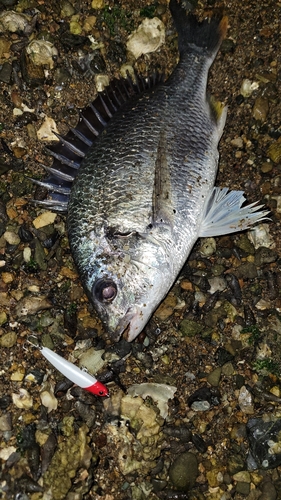 キビレの釣果