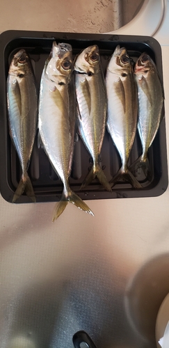 アジの釣果