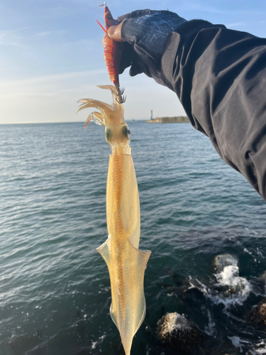 ヤリイカの釣果