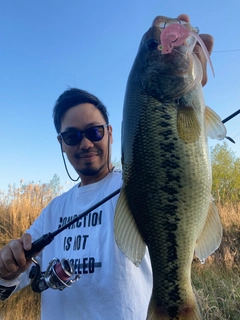 ブラックバスの釣果