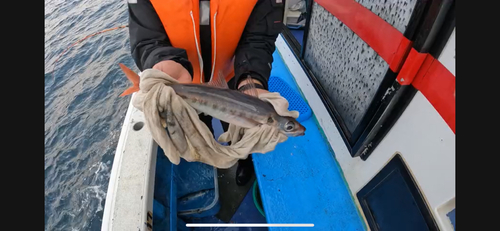 ムロアジの釣果