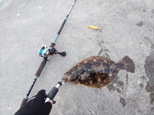 ヒラメの釣果