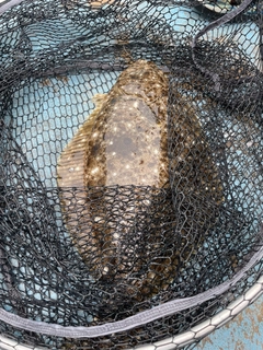 ヒラメの釣果